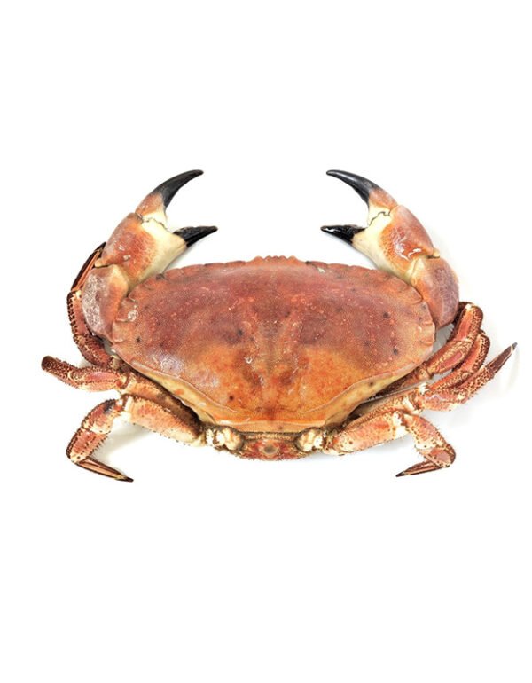 Cornish Crab (Whole)