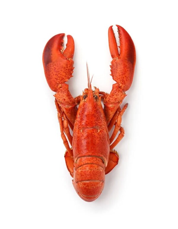 Whole Cornish Lobster