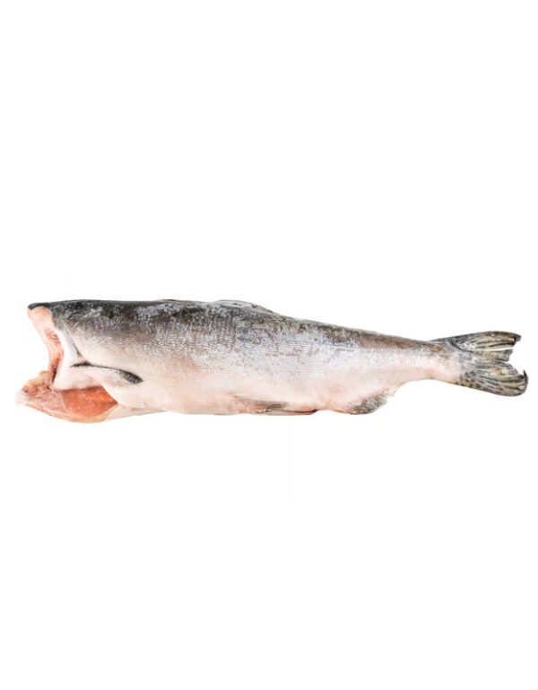 Pink (Hump-Back) Salmon